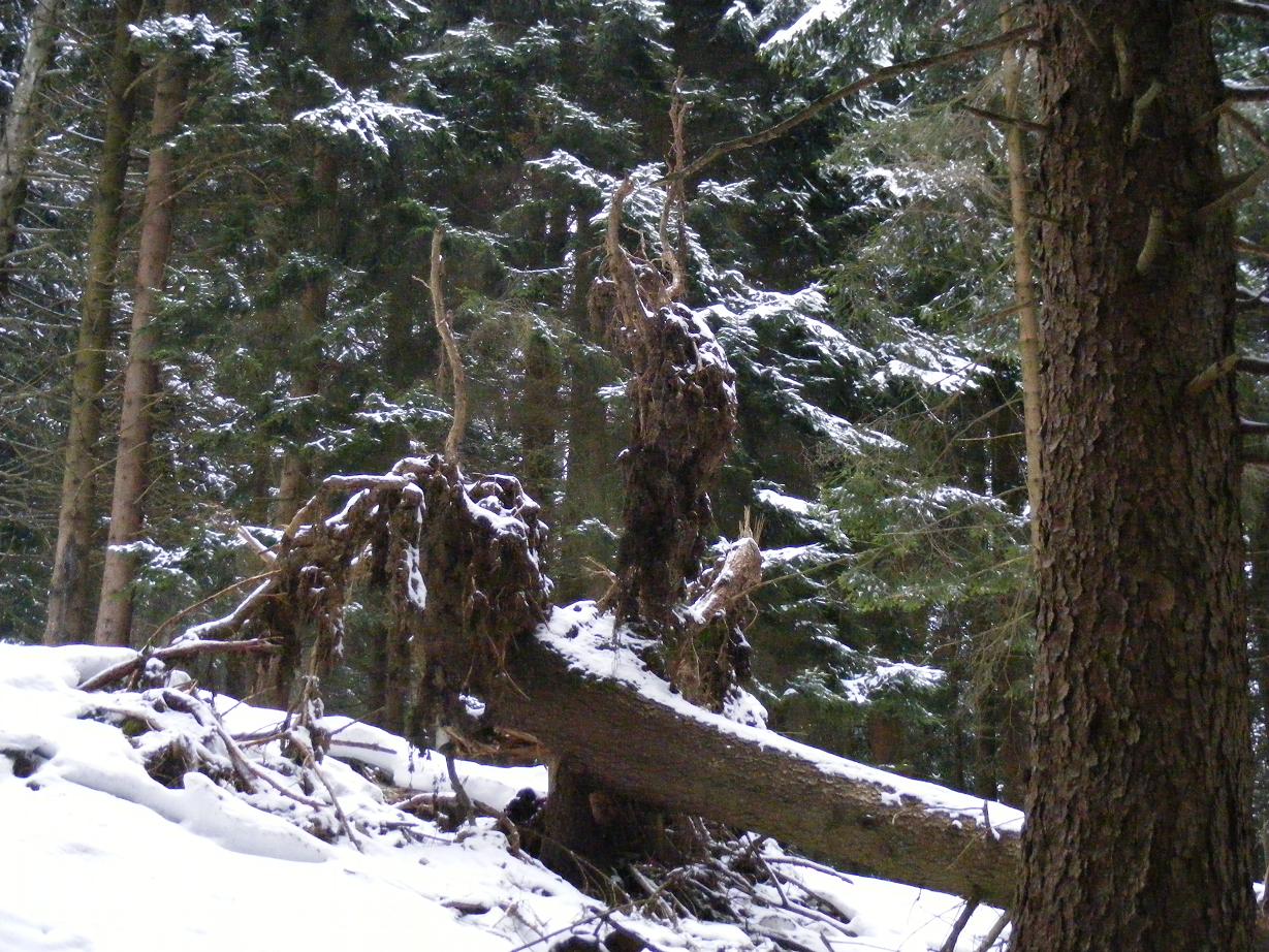 Nel bosco, una inutile strage.